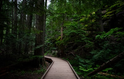 Wanderweg durch den Wald